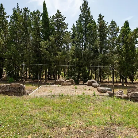 Romance Tent In The Eucaliptus *